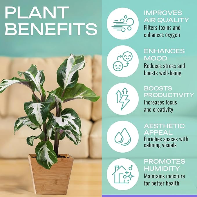 CoollectivePlants Calathea Plant Live in 4″ Nursery Pot – Assorted Indoor House Plants, Easy Care Indoor Plants, Starter Plant for Beginners (4-Pack)
