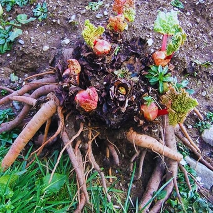 3 Rhubarb Plants Roots for Planting, Rhubarb Plants Live Roots for Planting Gardening Outdoor Indoor, 3 to 5 Inc Tall
