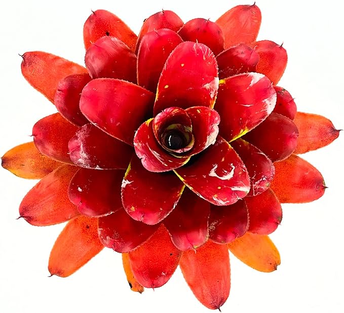 ragnaroc Live Plants – Bromeliad Neoregelia Lamberts Pride, 8-12" in 6" Pot - 1ct - Live Arrival Guaranteed - House Plants for Home Decor & Gift