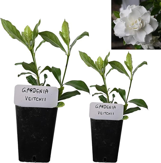 Gardenia Veitchii - Everblooming - Gardenia Jasminoides. Fragrant Evergreen Shrub with Glossy Foliage and Pure White Blooms, Perfect for Pots, Borders, or Gardens (2 Gardenia Veitchii Plants in Sac)