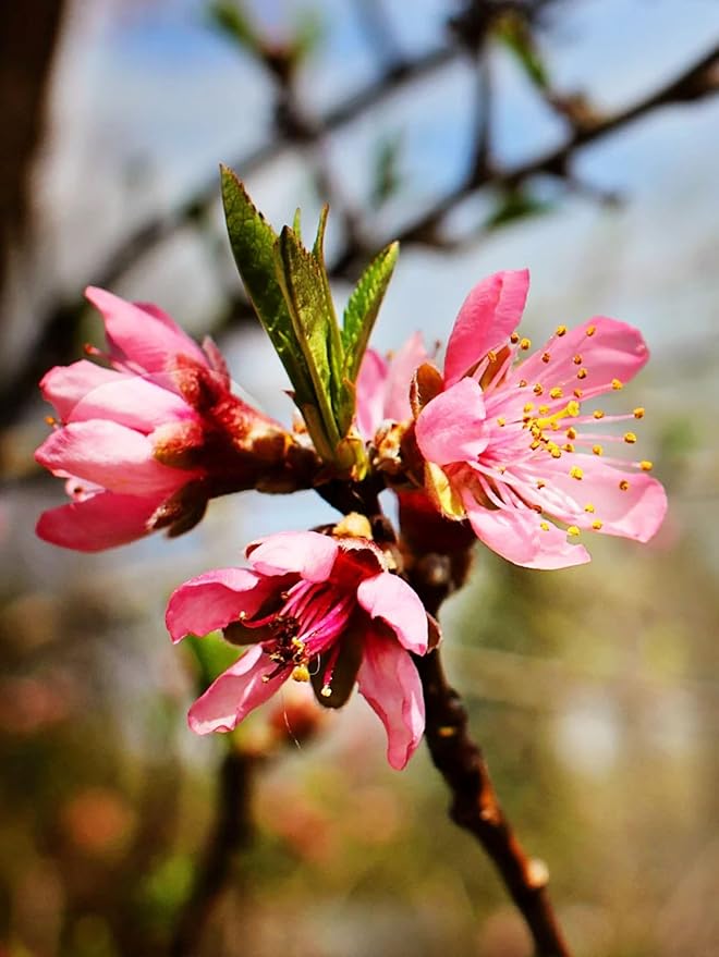 American Plant Exchange Peach Tree 'Belle of Georgia' – 5-Gallon Pot – Live Fruit-Bearing Tree, Cold-Hardy, Sweet & Juicy White Peach Harvest for Home Orchards, Gardens & Edible Landscapes