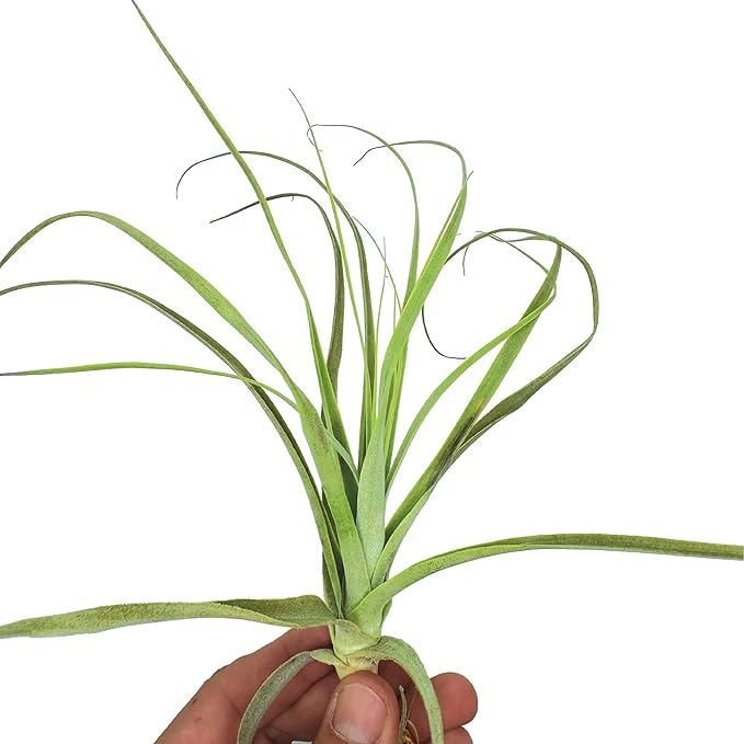 ragnaroc Air Plants - Tillandsia Straminea Jumbo 6-9" - 1ct - Live Arrival Guaranteed - House Plants for Home Decor & Gift