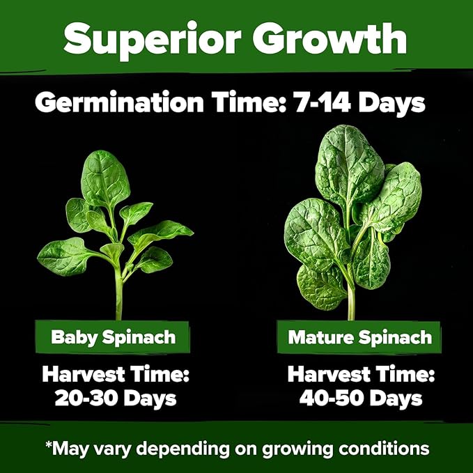 HOME GROWN 𝗨𝗦𝗔 𝗣𝗥𝗘𝗠𝗜𝗨𝗠 Bloomsdale Spinach Seeds Pack – 353 Heirloom 𝗡𝗢𝗡-𝗚𝗠𝗢 Seeds – High Germination Spinach for Indoor, Outdoor, Hydroponic Planting & Home Gardens (Spinacia oleracea)