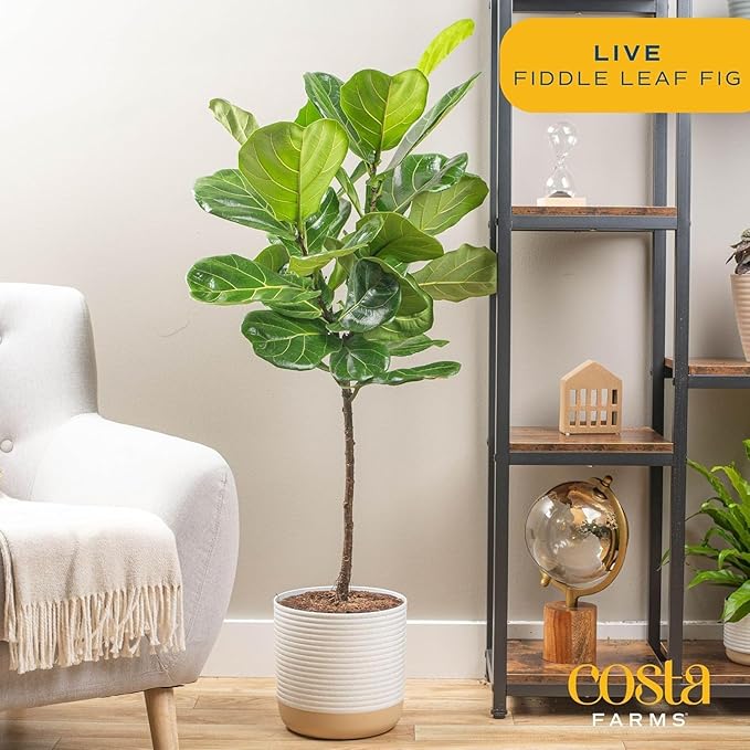 Costa Farms Fiddle Leaf Fig Tree Live Plant in Decorative Pot, Large Indoor Houseplant, Perfect for Home, Room, or Office Decor, Great House Warming or Birthday Gift, 3-4 Feet Tall