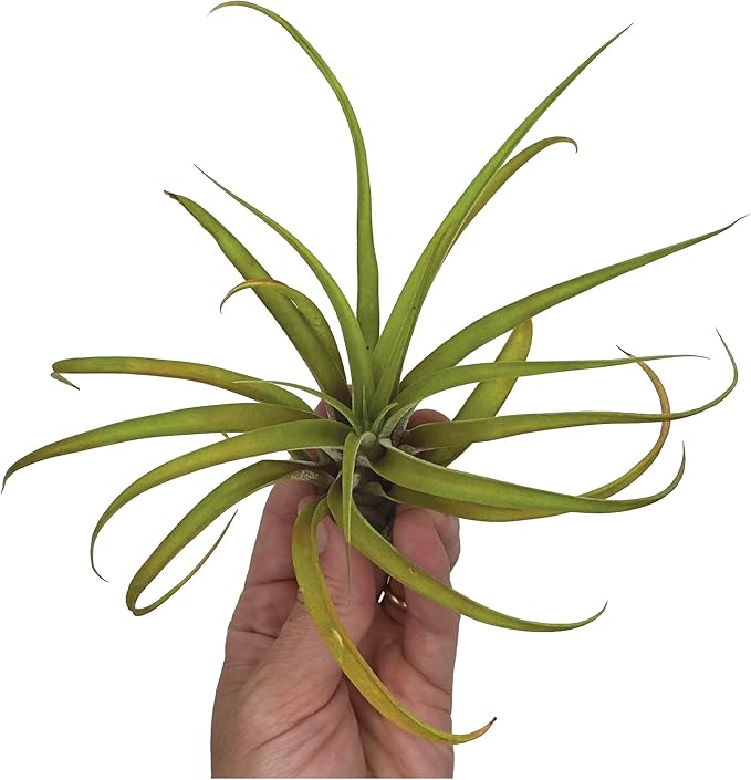 ragnaroc Air Plants - Tillandsia Capitata (Peach), Large 5-7” - 2 ct - Live Arrival Guaranteed - House Plants for Home Decor & Gift
