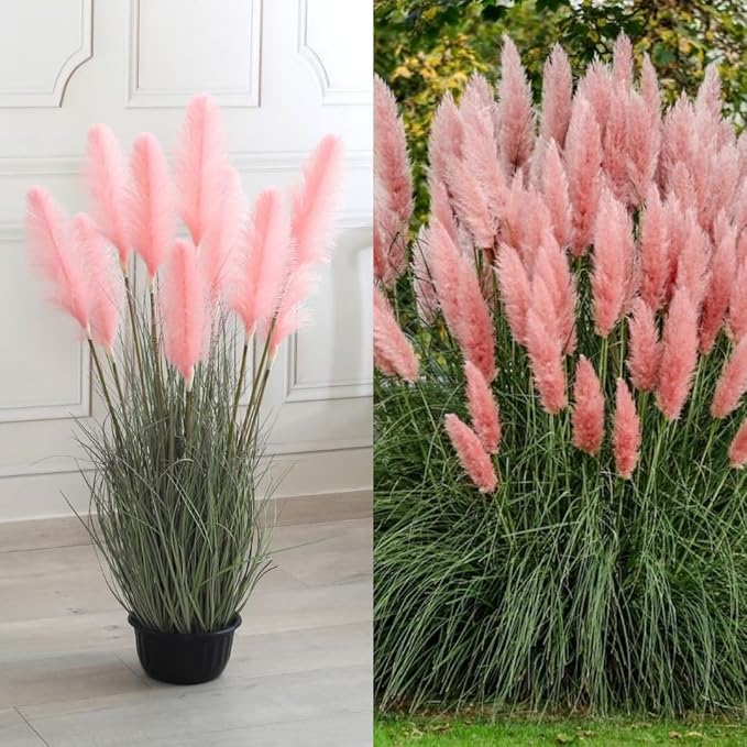 2 Pink Pampas Grass Plants Live, Ornamental Grasses Live Plants, 5 to 7 Inches Tall