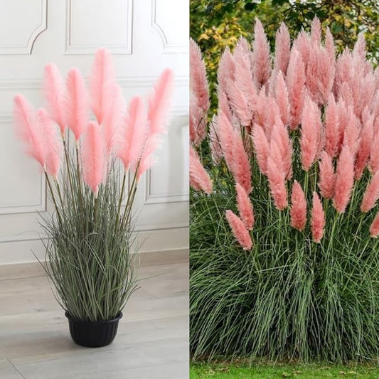 2 Pink Pampas Grass Plants Live, Ornamental Grasses Live Plants, 5 to 7 Inches Tall