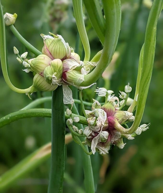 Set 30 Egyptian Walking Onions Bulbs, Large Egyptian Walking Onions Bulbs for Planting, Heirloom Onion Bulb for Planting Outdoors Garden, Perennial and Easy to Plant