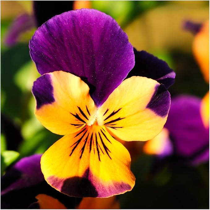 Seed Needs, Edible Wildflower Seed Packet Collection (7 Varieties of Flower Seed for Planting) Non-GMO & Untreated - Includes Viola, Pansies, Chives, Borage, Calendula, Nasturtium and Bee Balm