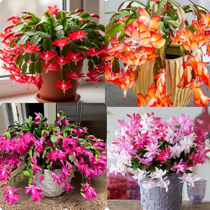 2 Christmas Cactus Plants Live, Starter Holiday Thanksgiving Cactus Plant for Indoor Outdoor Houseplants, Fasle Easter Cactus Plants Like, Cold Hardy, 5-9" in Tall, No Pot (Single Random Blooms)