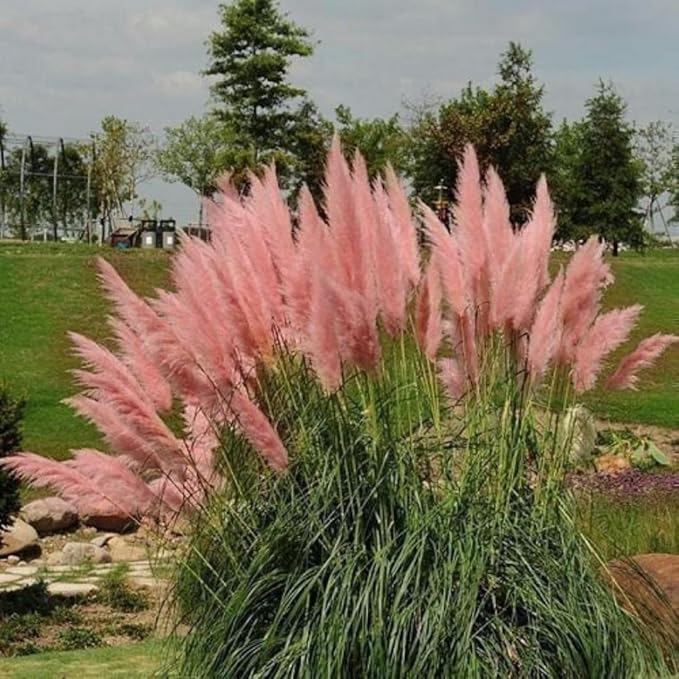 2 Pink Pampas Grass Plants Live, Ornamental Grasses Live Plants, 5 to 7 Inches Tall