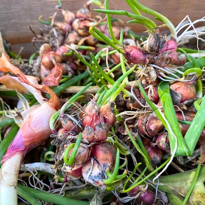 6 Walking Onion Bulbs for Planting, Easy-Grow Egyptian Onions, Big Onion Topset, Hardy Perennial Vegatable