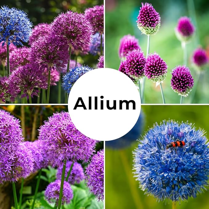 Purple Allium Bulbs for Planting - Easy to Grow Perennial Flowers, Top Size Bulbs, Large Spherical Blooms (10 Bulbs)