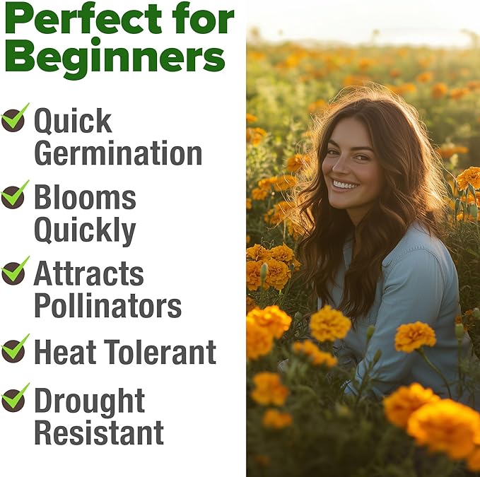 HOME GROWN Marigold Seeds Bulk Mix - 5600+𝗡𝗢𝗡-𝗚𝗠𝗢,𝗨𝗦𝗔 Crackerjack Marigold Flower Seeds for Planting Outdoors -Flowers Seed for Companion Planting -Wildflower African Marigold(Tagetes erecta)