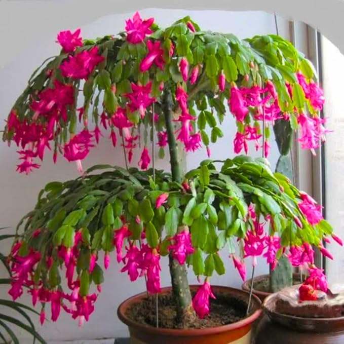 Christmas Cactus Plants Live, Thanksgiving Cactus Easter Cactus Like, 4-8 Inc Tall, Cold Hardy, Holiday Cactus for Indoor Outdoor Planting, Starter Size (Vibrant Pink)