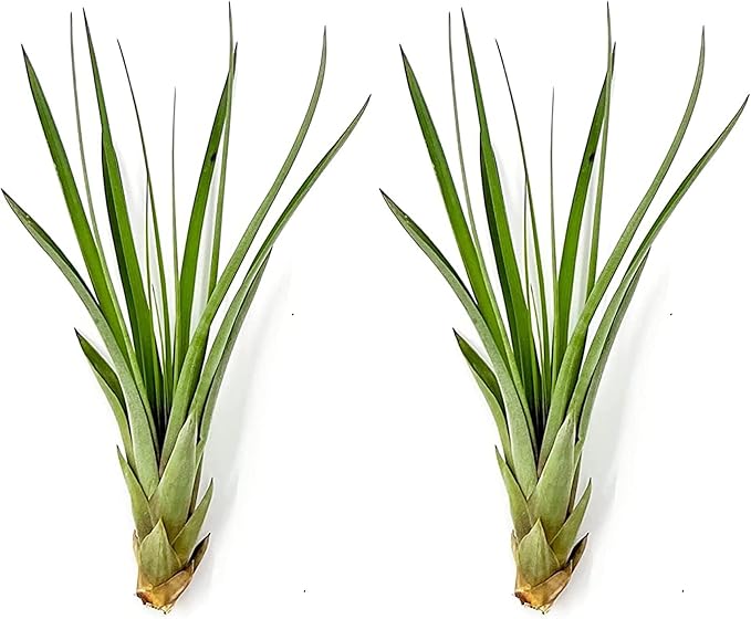 ragnaroc Air Plants - Tillandsia Fasciculata Tricolor, Large 4-6" - 2ct - Live Arrival Guaranteed - House Plants for Home Decor & Gift