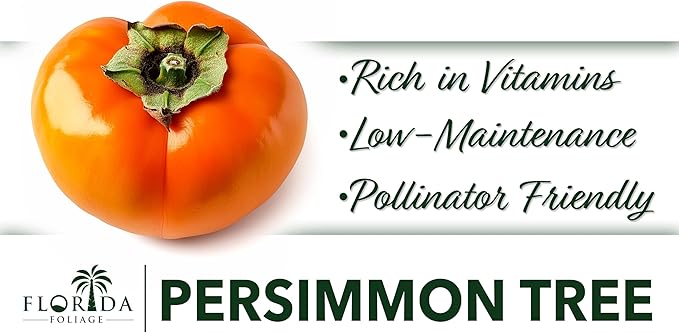Persimmon Fruit Trees | 10 Live Trees | Diospyros Kaki | Edible Fruit Tree for Home Gardens | Cold Hardy Plants with Sweet, Delicious Fruits