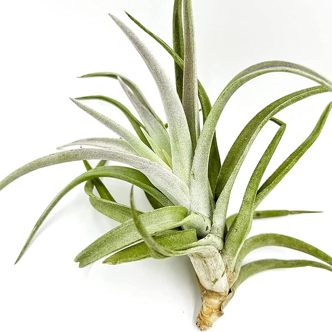 ragnaroc Air Plants - Tillandsia Cacticola, Jumbo 6-9" - 2ct - Live Arrival Guaranteed - House Plants for Home Decor & Gift