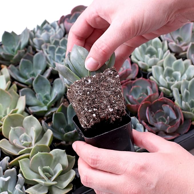 Mountain Crest Gardens Echeveria Succulent Bulk Pack - 25 Live Rosette Plants, 5 Each of 5 Varieties, Rooted in 2 Inch Pots - Succulents for Arrangements, Decor & DIY Projects