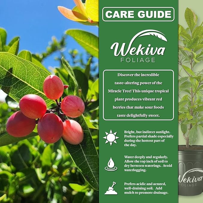 Miracle Fruit Tree - Live Plant in a 3 Gallon Growers Pot - Synsepalum Dulcificum - Beautiful Edible Fruit Bearing Tree for Patio and Garden