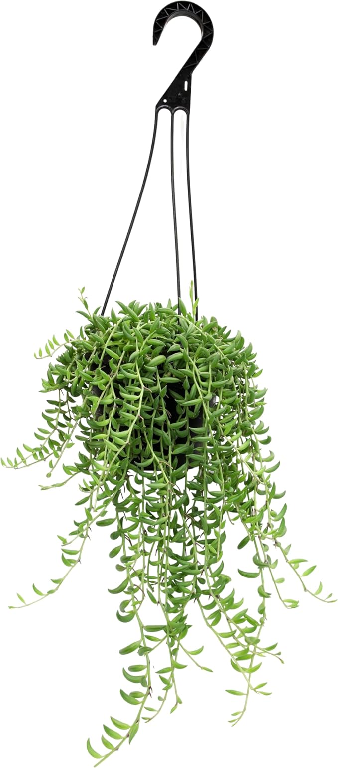 String of Bananas Succulent, Hanging Plants Live Succulents Plants Live Houseplants, Hanging Planter Basket, Mini Succulents Live Plants Indoor Plants in Plant Basket by Plants for Pets