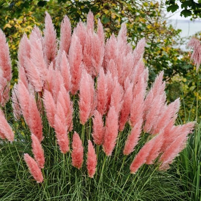 2 Pink Pampas Grass Plants Live, Ornamental Grasses Live Plants, 5 to 7 Inches Tall