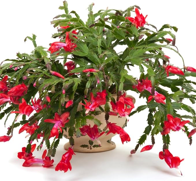 Christmas Cactus Plants Live, Thanksgiving Cactus Easter Cactus Like, 4-8 Inc Tall, Cold Hardy, Holiday Cactus for Indoor Outdoor Planting, Starter Size (Red)