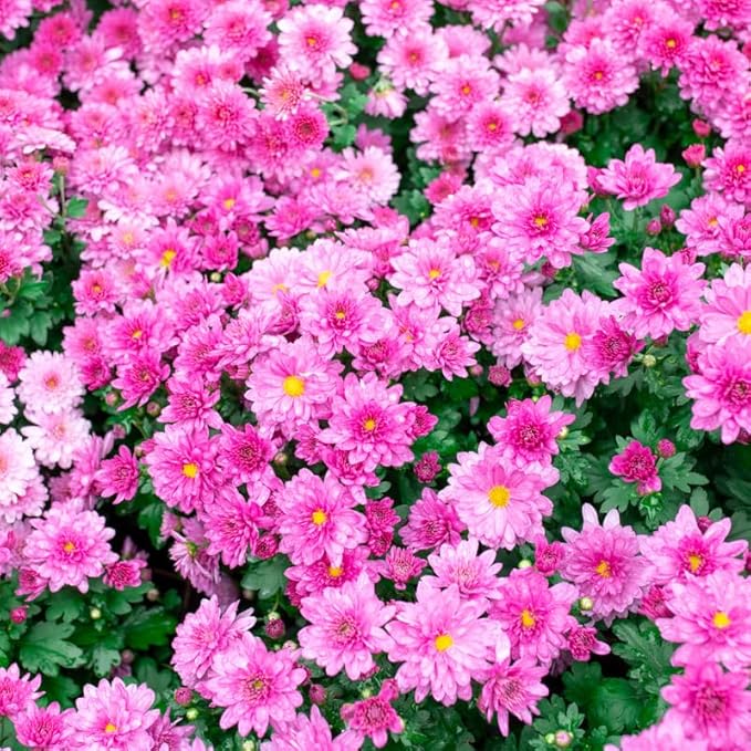 Pink Chrysanthemum Plant, Set 2 Pink Mums Plants Live, Hardy Perennial Mum Live Plant, 3 to 6 Inch Tall Garden Mum Starter Plants for Garden Beds, Containers, Vibrant Fall Blooms, No Pot