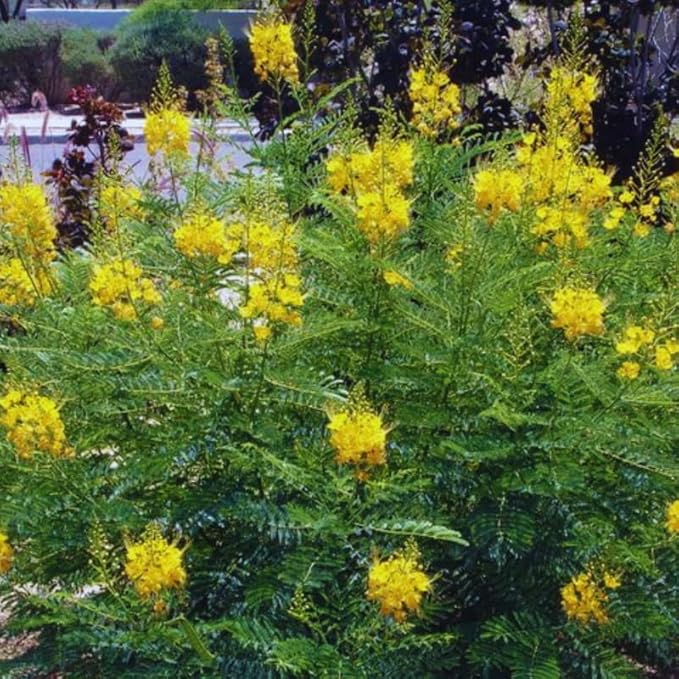 Yellow Mexican Bird of Paradise Plant Live, Pride of Barbados Dwarf Poinciana Tree in 4" Pot, 6 to 8 Inches in Tall