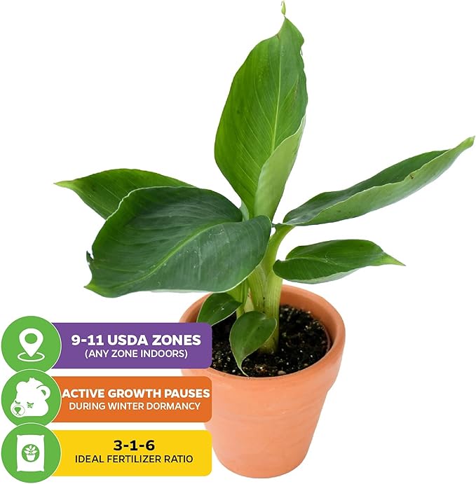 Truly Tiny Banana Live Plant - Musa 'Truly Tiny' by Wellspring Gardens - Petite Beauty, Edible Bananas, Red Variegation, Outdoor Banana Tree, Homegrown Edible Bananas (2-Pack)