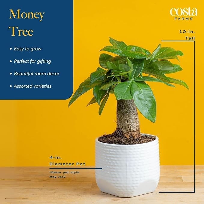 Costa Farms Money Tree Live Plant in Decorative Pot, Air Purifying Indoor Houseplant, Perfect for Home, Room, or Office Decor, Great House Warming or Birthday Gift, 12-16 Inches Tall