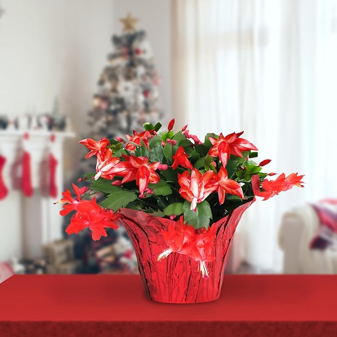 Green Circle Growers Live Christmas Cactus in 6-Inch Decorative Pot – Holiday Blooming Houseplant, Easy Care Indoor Décor