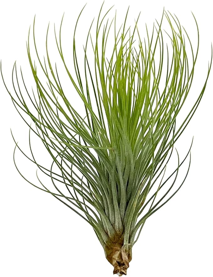 ragnaroc Air Plants - Tillandsia Andreana, Large 4-6" - 2ct - Live Arrival Gauranteed - House Plants for Home Decor & Gift