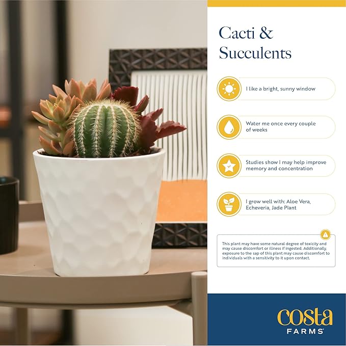 Costa Farms Mini Live Succulents, Echeveria Houseplant, Beautiful Live Indoor Plants in Cute Décor Stone Planter Pots, Great Gift for Perfect Room Décor, 4-Inches Tall (2-Pack)