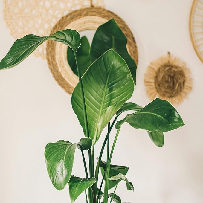 Live Orange & White Birds of Paradise Plant Variety - 'Birds of Paradise' Strelitzia nicolai - ragnaroc Tropical Plant 6-10” Tall - 2ct - Live Arrival Guaranteed - House Plants for Home Decor & Gift