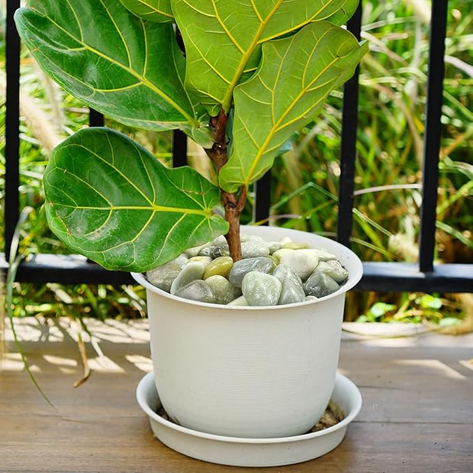 2lbs Jade Pebbles for Plants, 1-2 Inch High Polished Natural River Rocks for Landscaping, Decorative Stones Vase Filler Fish Tank Aquariums Garden Outdoor and Indoor DIY