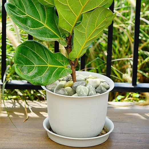 10lbs Jade River Rocks, 2-3 Inch Natural Pebbles for Indoor Plants, High Polished Decorative Stones Vase Filler Fish Tank Aquariums Landscaping Garden Outdoor and Indoor DIY