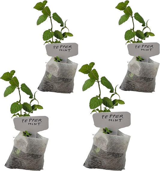 Generic Peppermint Plants. Live, Fragrant, Fresh, Edible. Easy Grow. Indoor/Outdoor. (4 Mint Bags)
