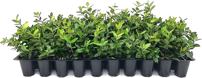 Asiatic Jasmine Minima | 30 Live Plants | Trachelospermum Asiaticum | Ground Cover, Fast Growing, Low Maintenance Evergreen, Cold Hardy, Drought Tolerant, Dense Growth, Landscaping