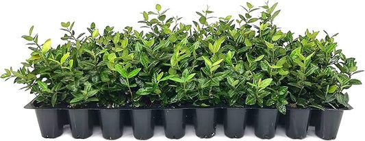 Asiatic Jasmine Minima | 30 Live Plants | Trachelospermum Asiaticum | Ground Cover, Fast Growing, Low Maintenance Evergreen, Cold Hardy, Drought Tolerant, Dense Growth, Landscaping