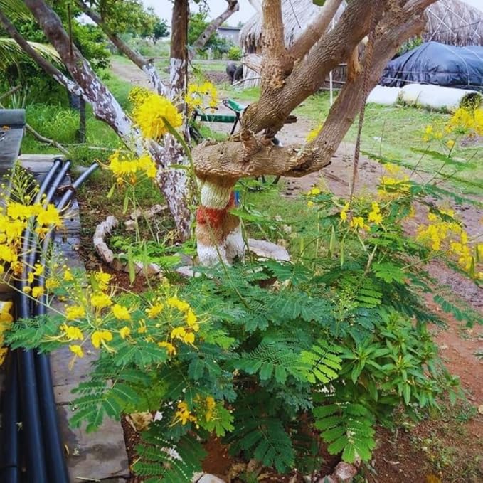 Yellow Mexican Bird of Paradise Plant Live, Pride of Barbados Dwarf Poinciana Tree in 4" Pot, 6 to 8 Inches in Tall
