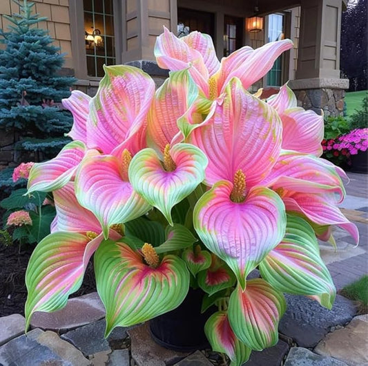 Pink Princess Caladium Bulbs for Planting - Beautiful Spotted Leafs Stand Out - Perennial Hosta, Elephant Ears, Fancy (10 Bulbs)