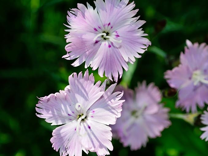 Greenwood Nursery: Live Perennial Plants - Bath's Pink + Dianthus Gratianopolitanus - [Qty: 10x Pint Pots] - (Click for Other Available Plants/Quantities)