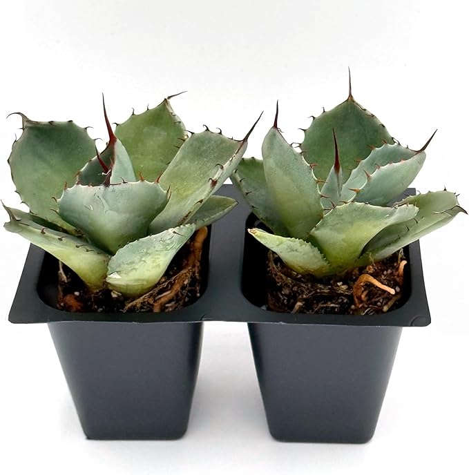2 Agave Parryi | Live Succulents in 2.5-inch Nursery Cubes | Agave Parryi -truncata Variety | Easy-Care Drought-Tolerant Succulent | Featuring Striking Blue-Gray Compact Leaves for Xeriscapes and Home
