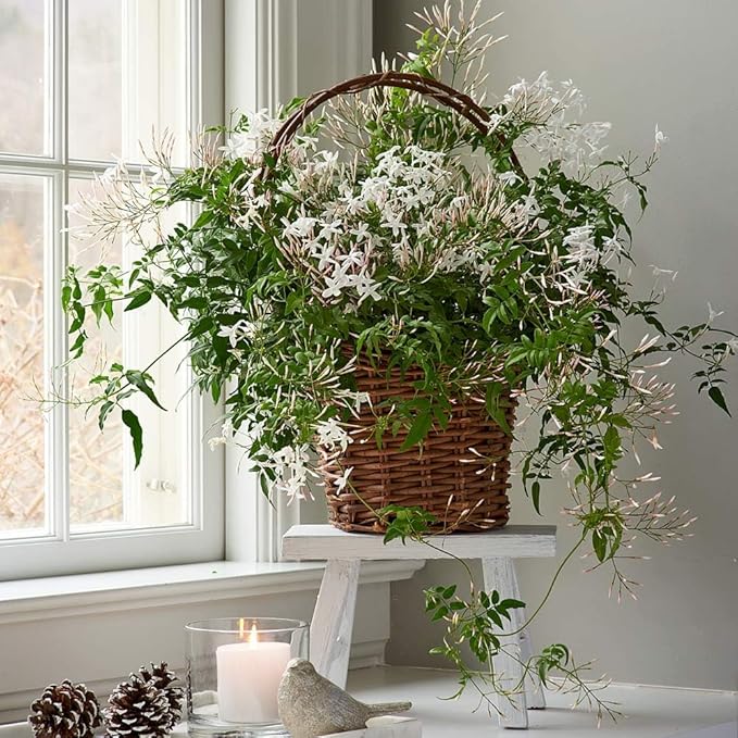 Night Blooming Jasmine Live Plant - Cestrum Nocturnum. Fragrant Flowering Shrub for Garden, Patio or Window (4 ngt.jas Cups)