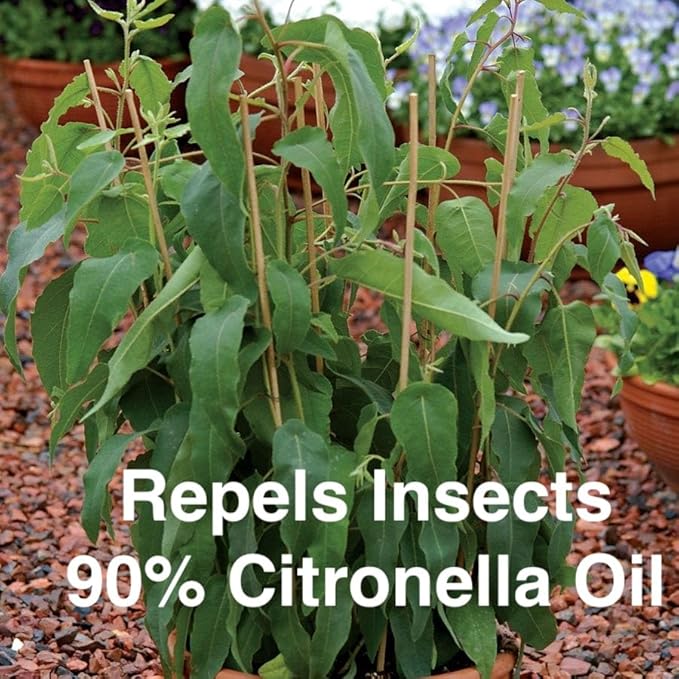 Lemon Eucalyptus (Corymbia citriodora) Live Plant - Fragrant Indoor/Outdoor Plant with Natural Insect Repellent Citronella Oil (2 eucal-Lemon sacs)
