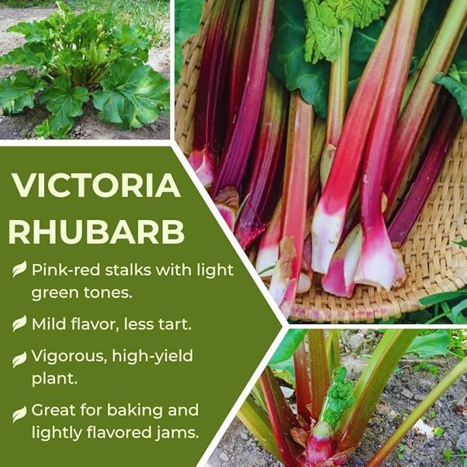 3 Rhubarb Plants Roots for Planting, Rhubarb Plants Live Roots for Planting Gardening Outdoor Indoor, 3 to 5 Inc Tall