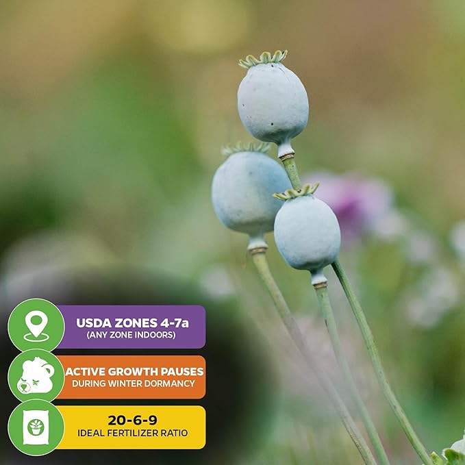 Wellspring Gardens Blueberries Live Plants - Blueberries Starter Plants - Garden Starter (Darrow 2-Pack, Blueberry)