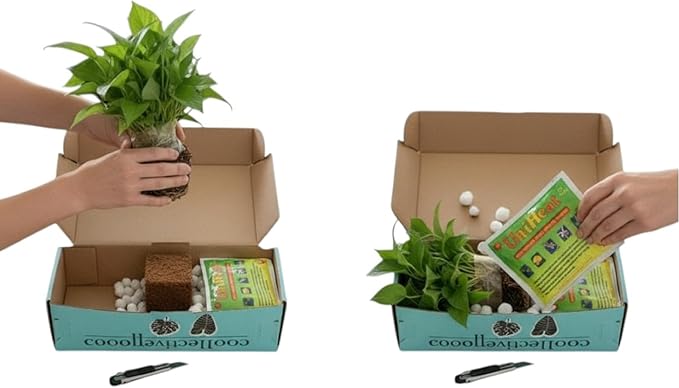 CoollectivePlants Calathea Stella – Live Calathea Plant in 6″ Grower’s Pot, Easy Low Maintenance Indoor Houseplant, Pet Friendly, Includes UniHeat Pack for Winter Protection