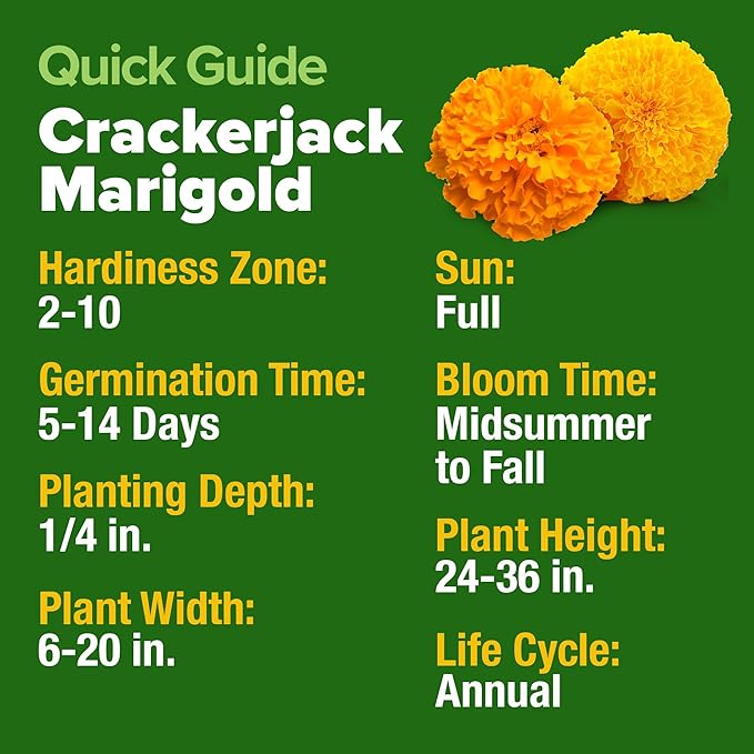 HOME GROWN Marigold Seeds Bulk Mix - 5600+𝗡𝗢𝗡-𝗚𝗠𝗢,𝗨𝗦𝗔 Crackerjack Marigold Flower Seeds for Planting Outdoors -Flowers Seed for Companion Planting -Wildflower African Marigold(Tagetes erecta)